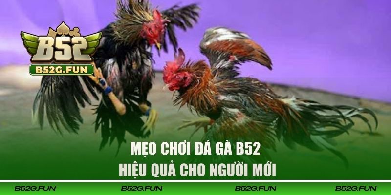 Những bí kíp dự đoán đá gà trực tuyến dễ thắng